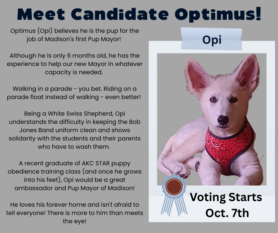 Vote For Optimus